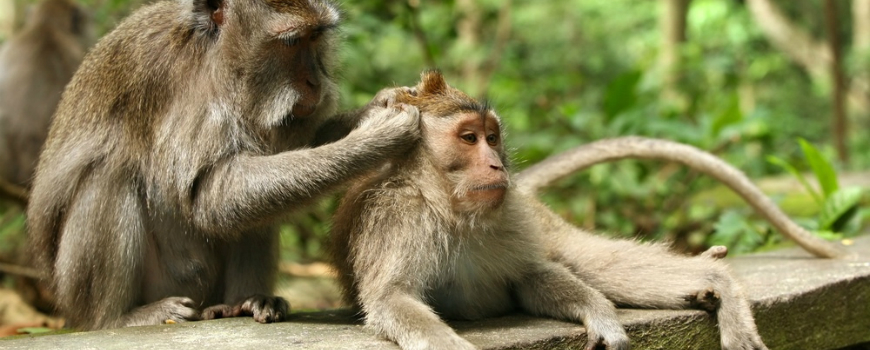 Crab-eating Macaque, Bali