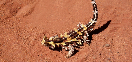 Thorny Dragon in the desert near Broome