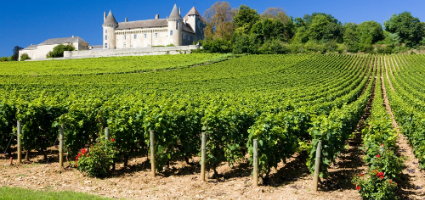 Vineyard farm, France