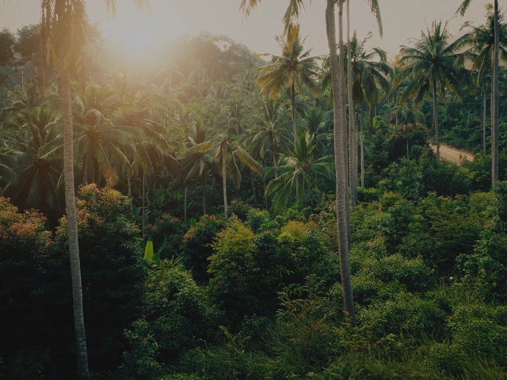 Native Forest Conservation | International