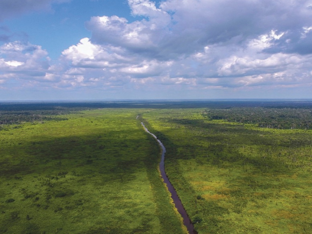 Native Forest Conservation | International