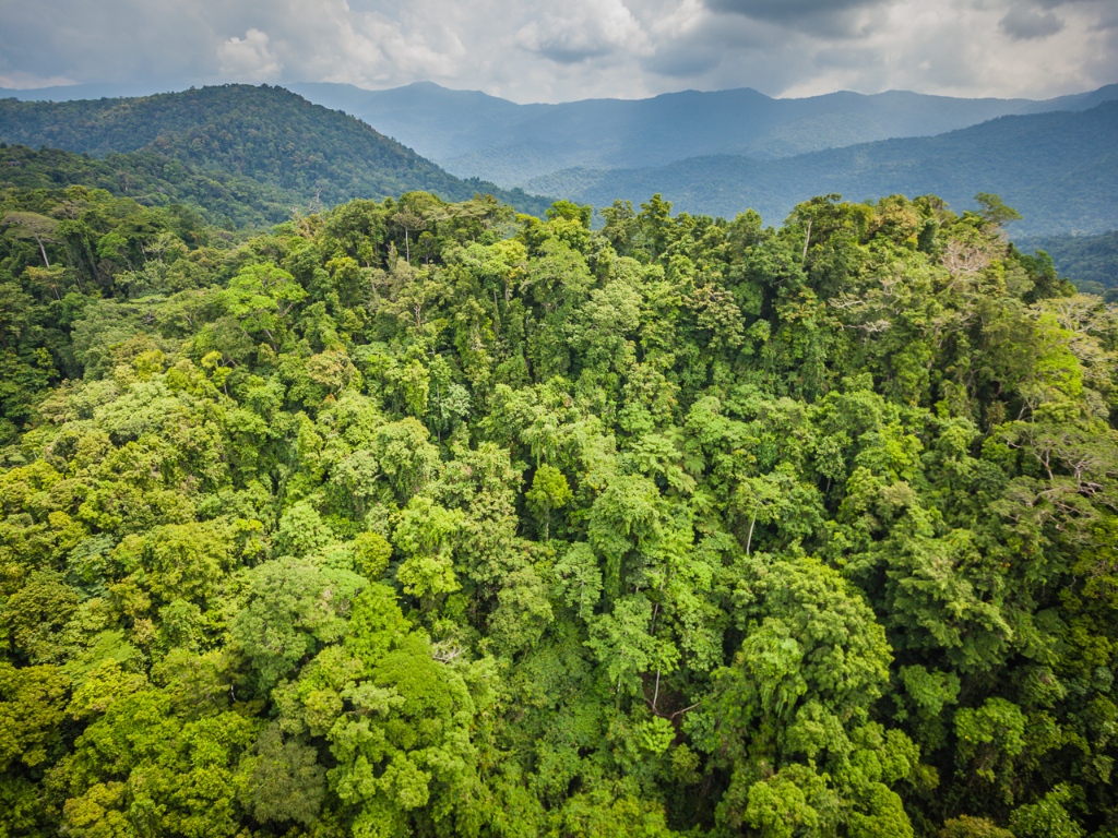 Native Forest Conservation | International