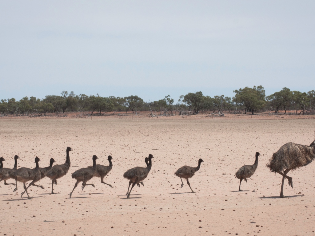 Native Forest Regeneration | Australia