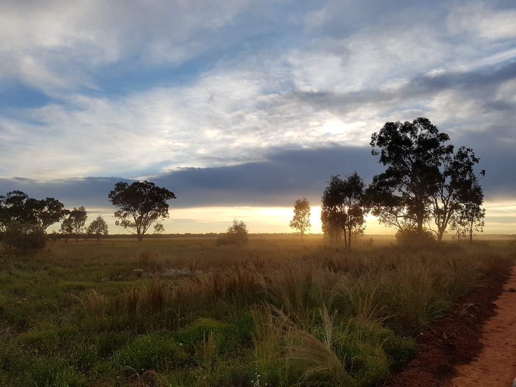 Native Forest Regeneration | Australia