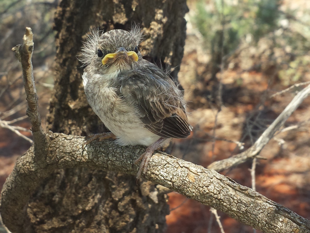 Native Forest Regeneration | Australia
