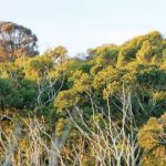 Native trees Australia