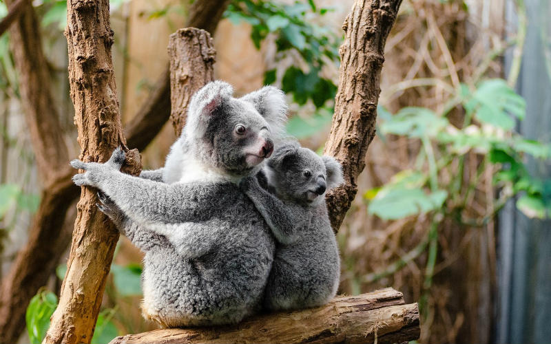 koala with baby in tree
