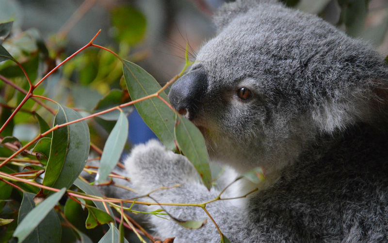 koala eating leaves