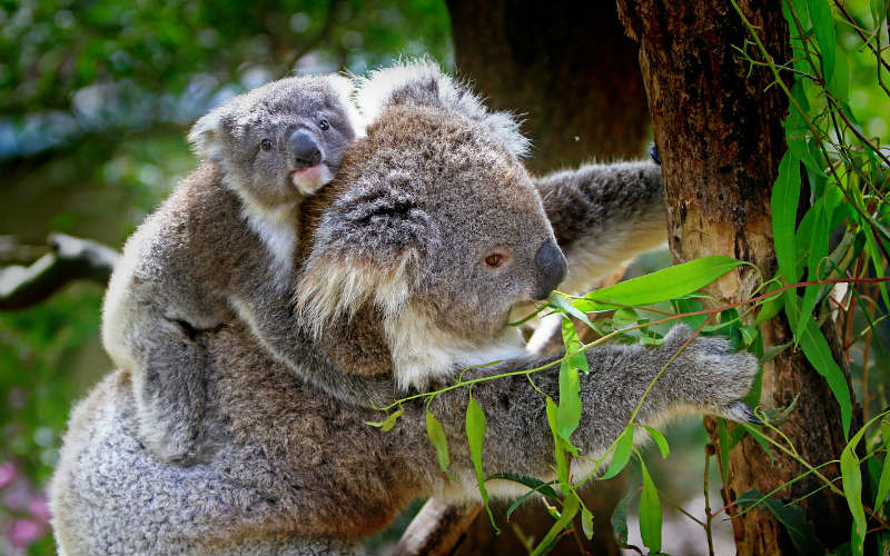 koala in tree with baby