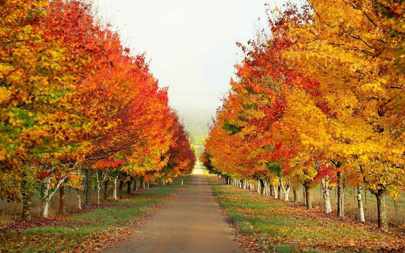 The Best Places To Experience Autumn In Australia | Webjet