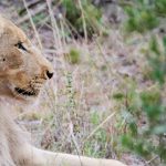 Lion-Kruger-National-Park-Safari-Packing-Tips-Webjet