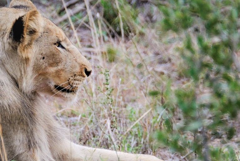 Lion-Kruger-National-Park-Safari-Packing-Tips-Webjet
