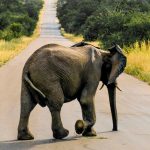 Elephant-Safari-Kruger-National-Park