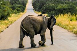 Elephant-Safari-Kruger-National-Park